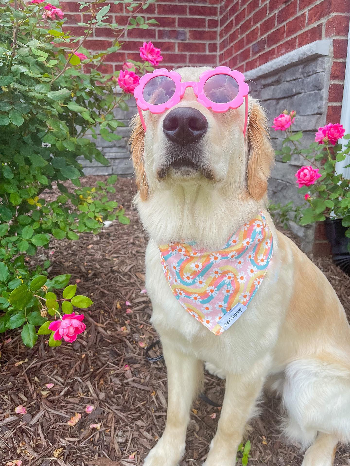 Groovy Daisies Bandana