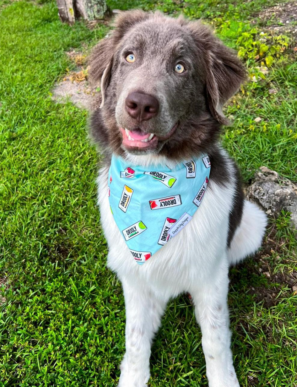 Drooly Bandana