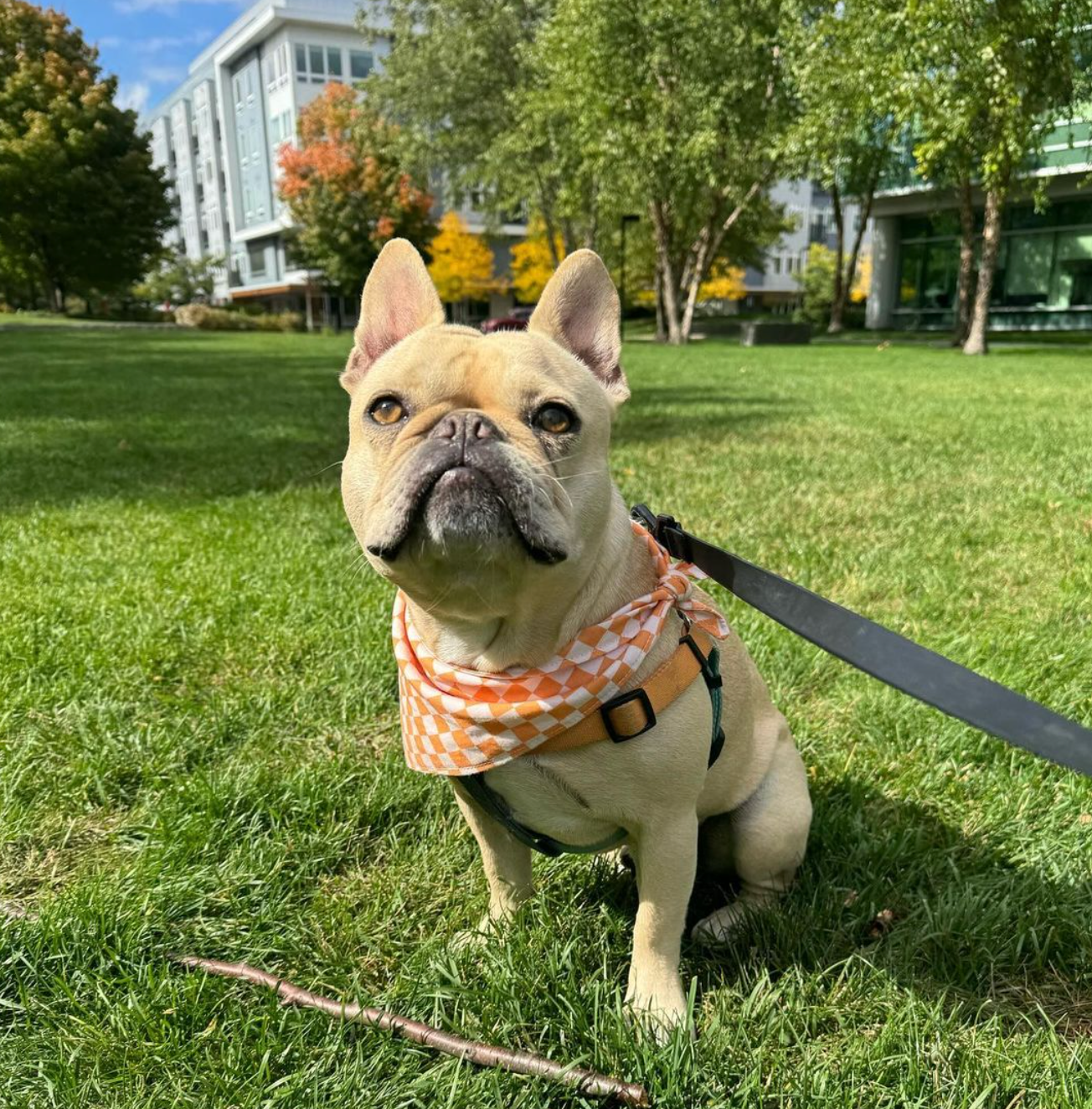 Orange Checkered Bandana