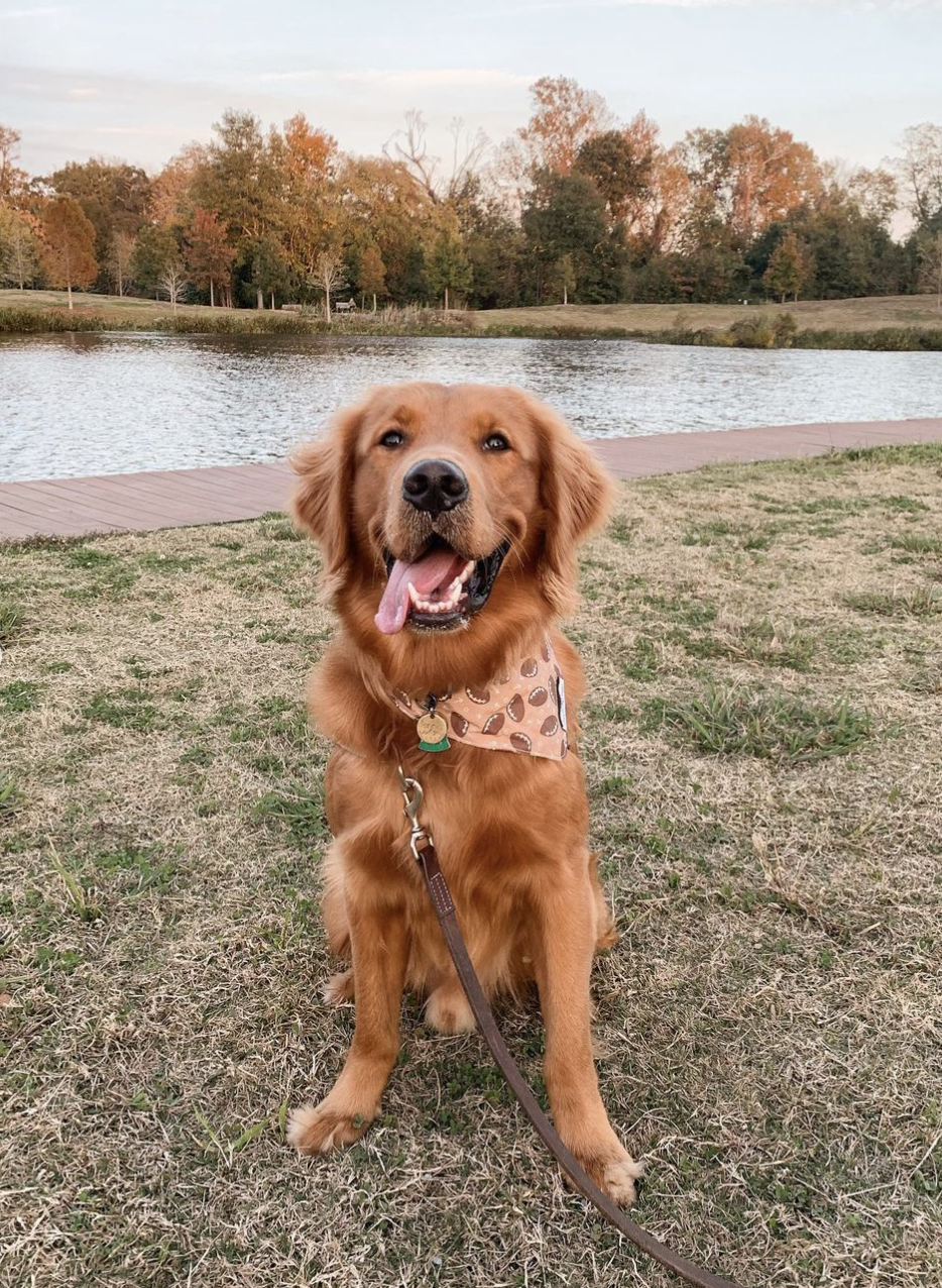 Football Bandana