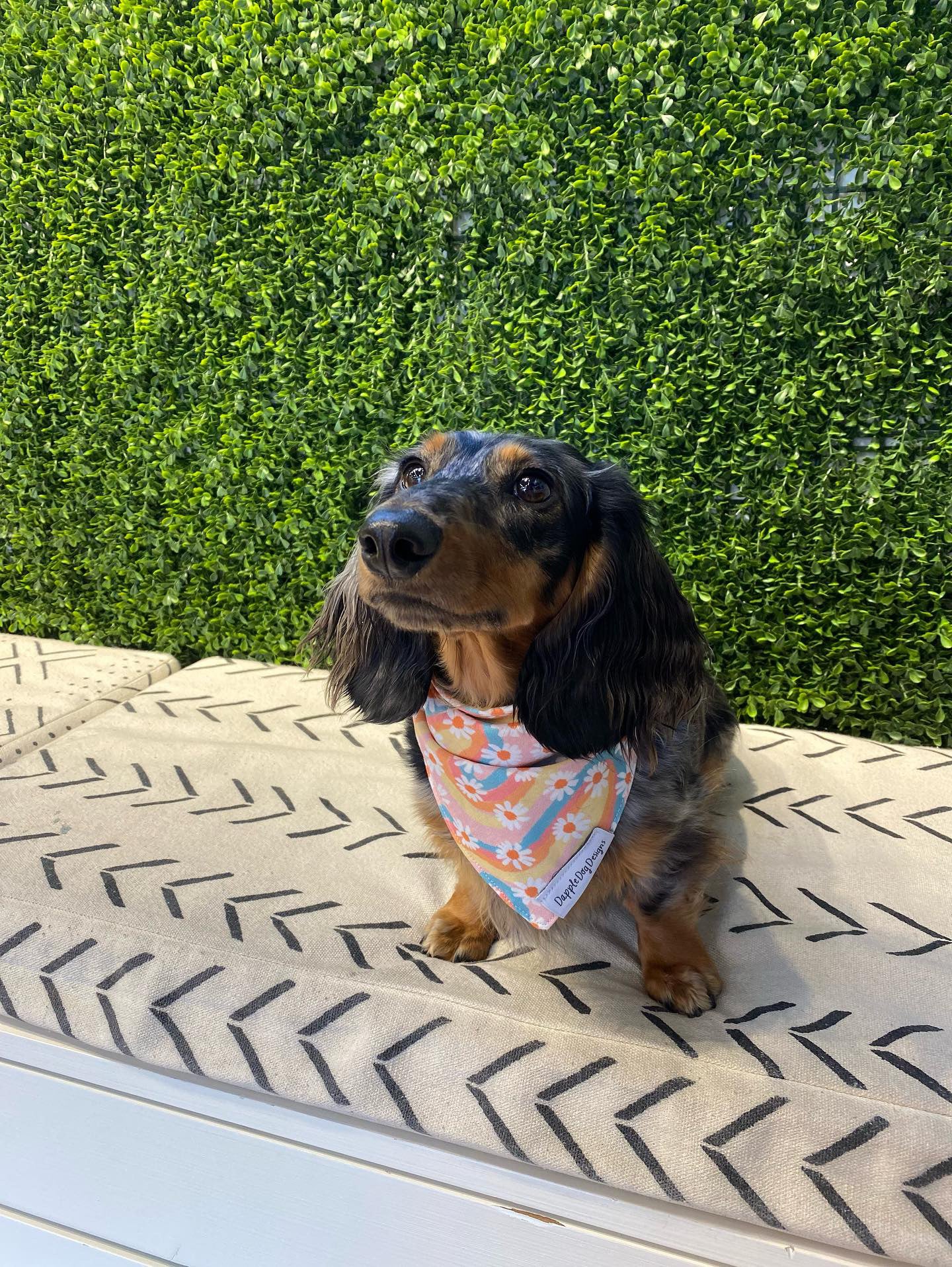 Groovy Daisies Bandana
