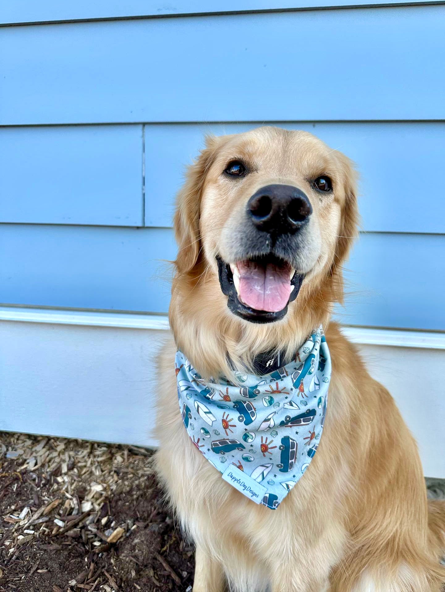 Dog with 2024 blue bandana