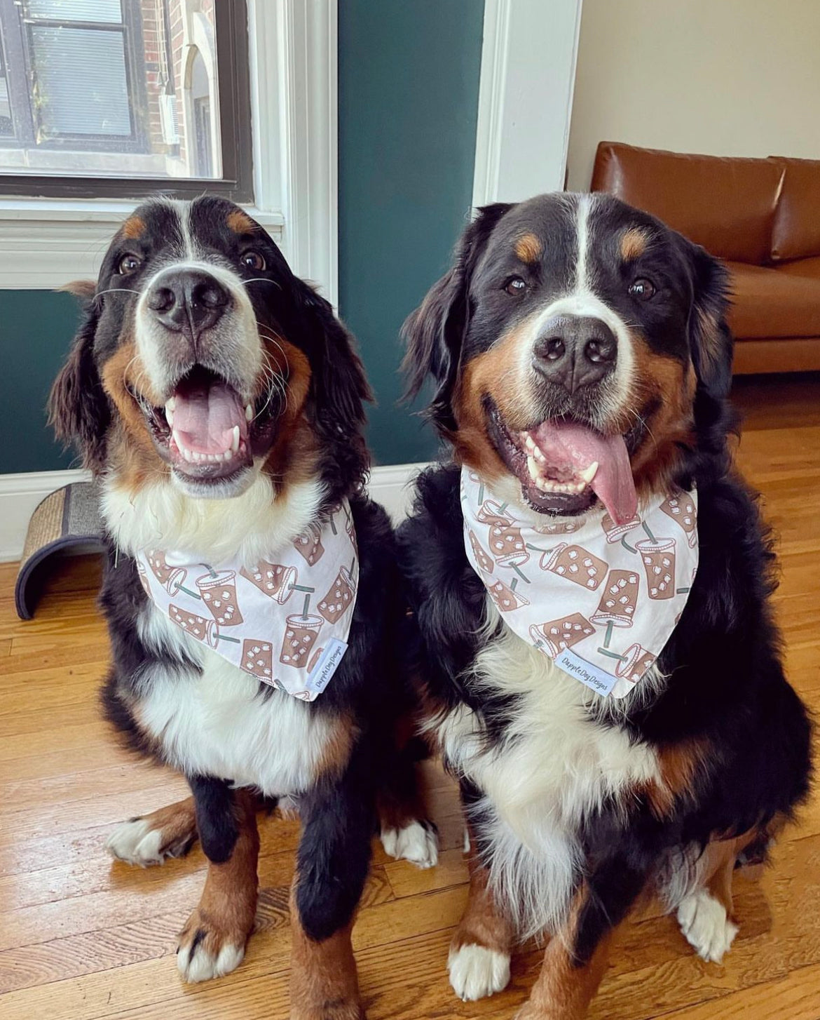 Bernese mountain 2024 dog bandana