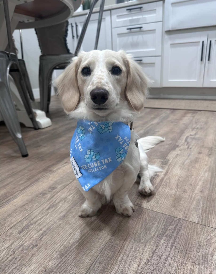 Dog hot sale ice bandana