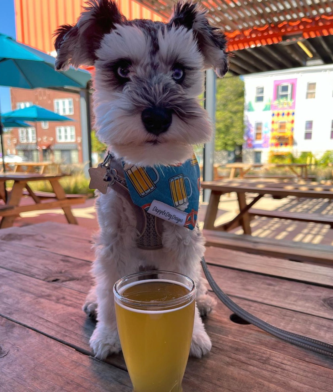 Beer dog shop bandana