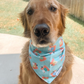 Floating Pup Cups Bandana