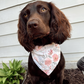 Going for a Promenade Bandana