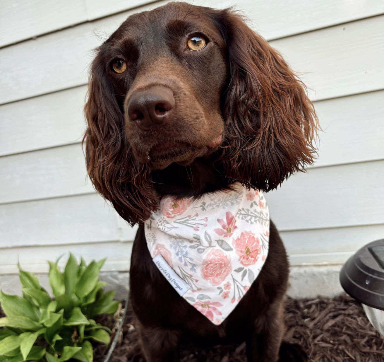 Going for a Promenade Bandana