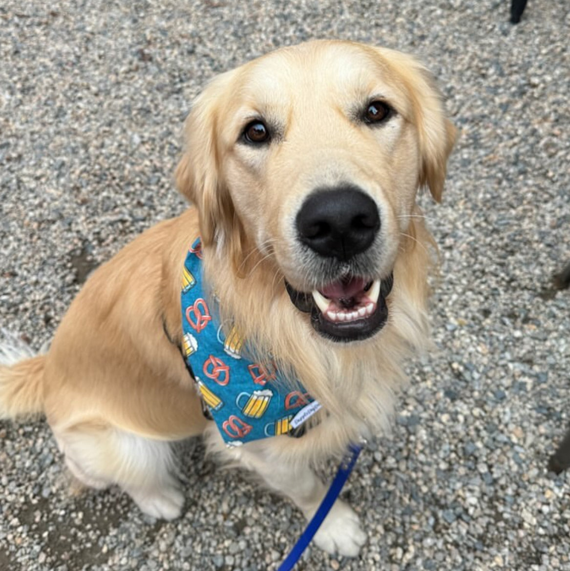 Beer hotsell dog bandana