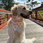 Groovy Suns Bandana