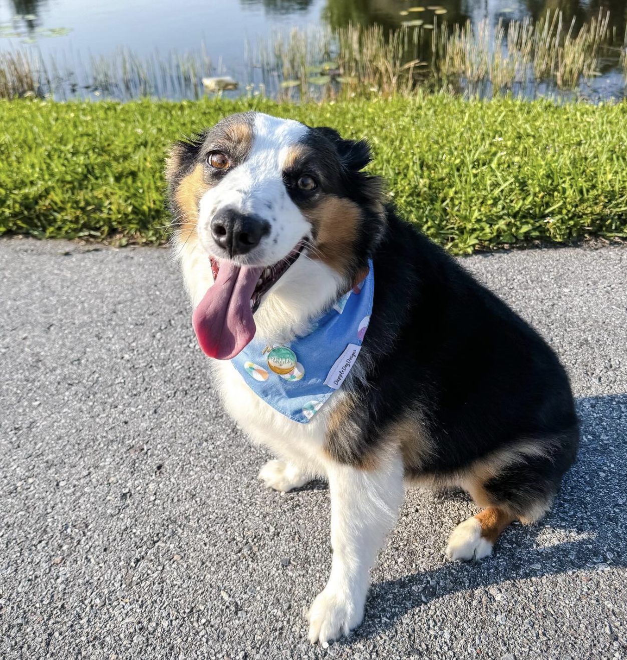 Beach Ball Bandana