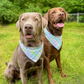 Spring Plaid Bandana