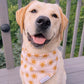 Sunshine Bandana